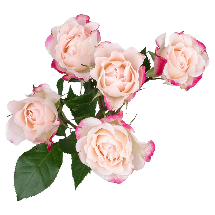 Роза кустовая кремовая с малиновыми краями Рефлекс 70 см (00977)