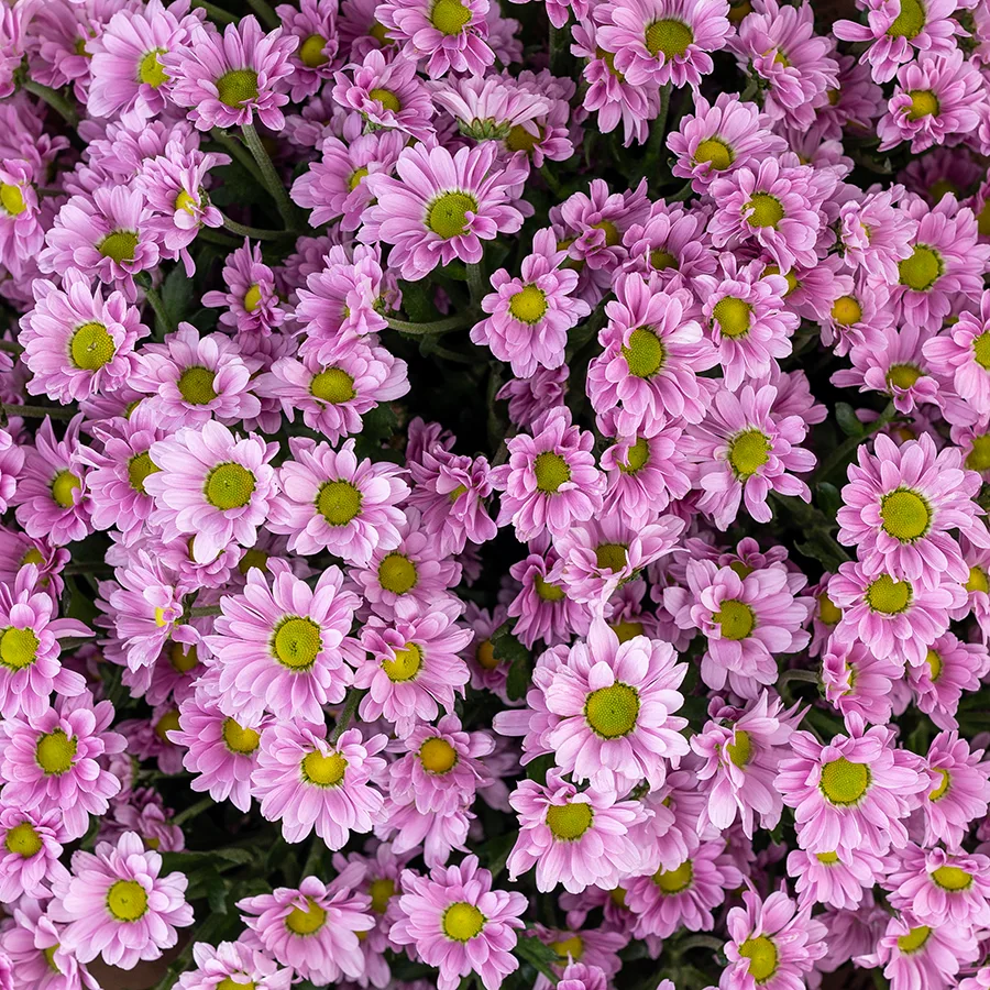 Букет из 25 розовых кустовых хризантем Сантини Крисси (02823)