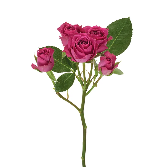 Роза кустовая фиолетовая Пурпл Ириск
