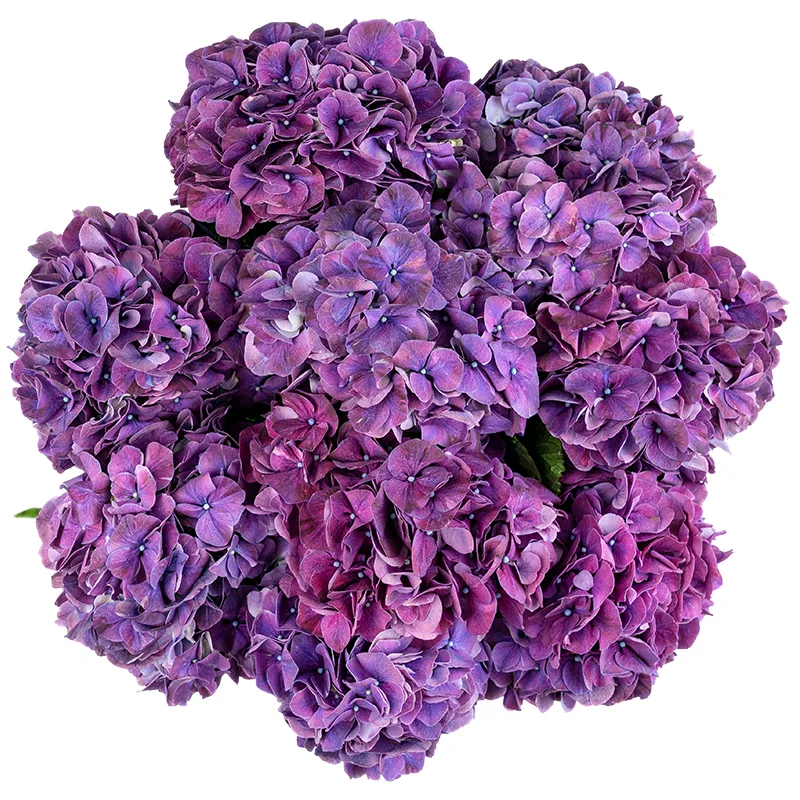 Букет из 9 фиолетовых гортензий Маг Пинк Руби (01572)