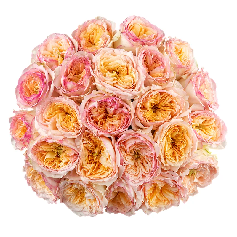 Букет из 23 кремово-розовых пионовидных роз Флешбек Саммерхаус (01418)