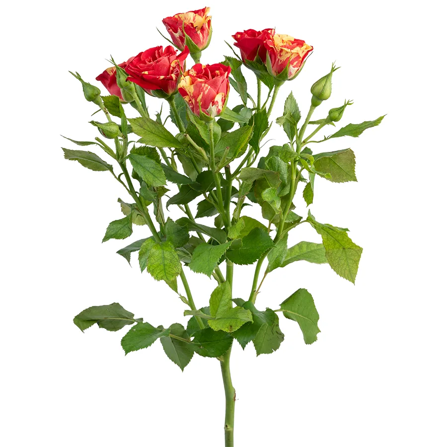 Роза кустовая красно-желтая Файр Флэш 60 см