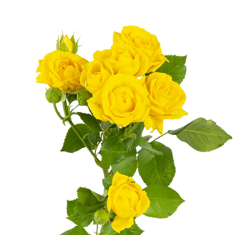 Роза кустовая желтая Йелоу Бейб 50 см (00012)