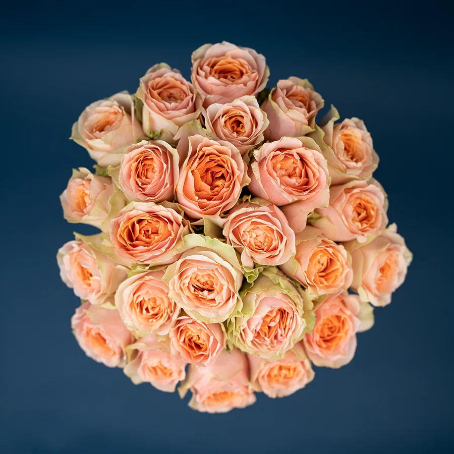 Букет из 25 зелёно-кремовых садовых роз Гравити (02610)