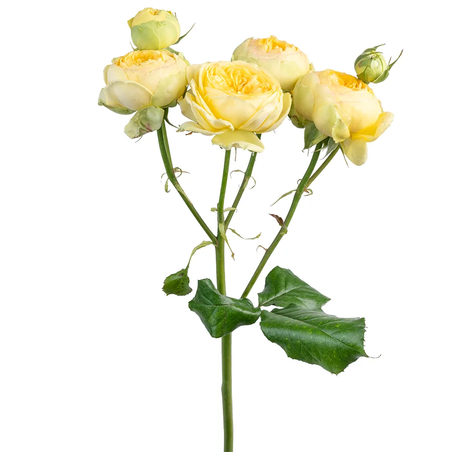 Роза кустовая жёлтая Луна Трендсеттер 60 см