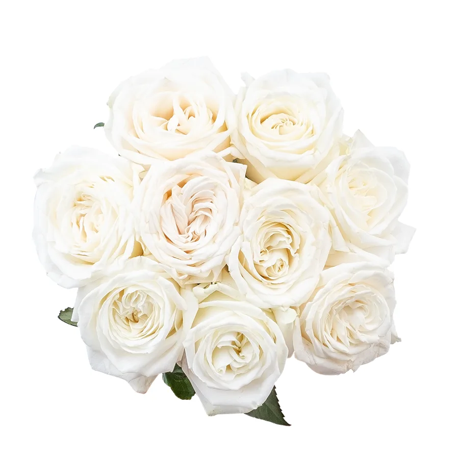Букет из 9 ярко-белых садовых роз Плайя Бланка (02165)