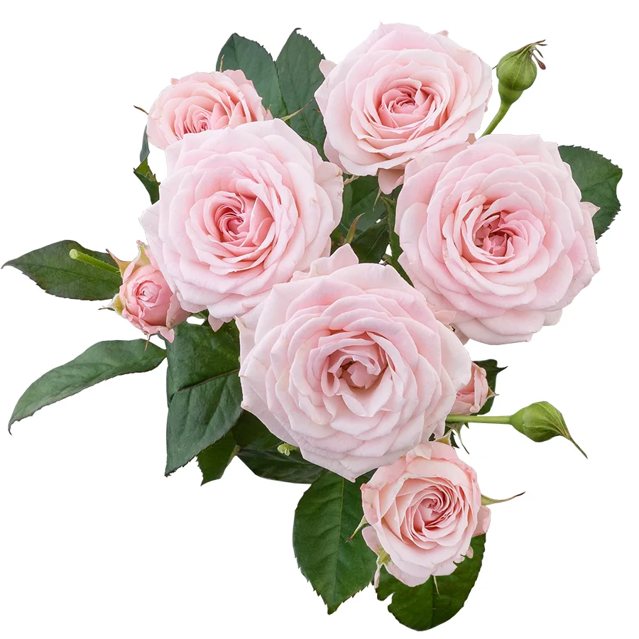 Роза кустовая нежно-розовая Аэробик 60 см (02925)