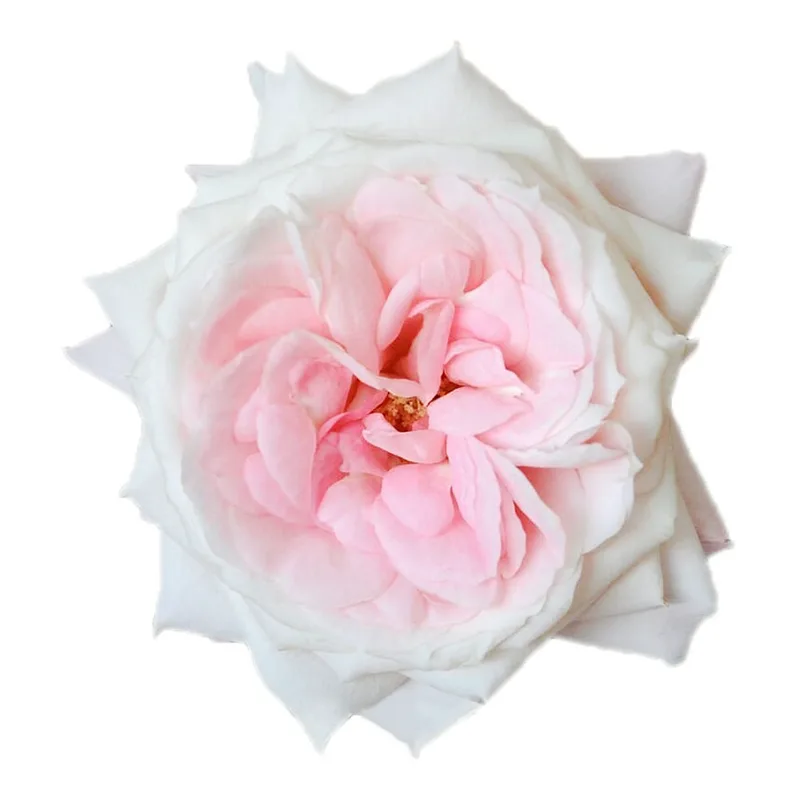 Роза садовая нежно-розовая Майра Брайдал Пинк