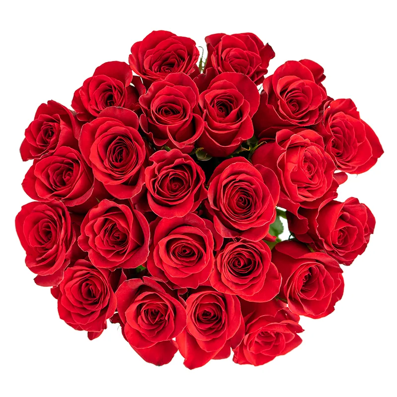 Букет из 23 красных роз Фридом (01143)
