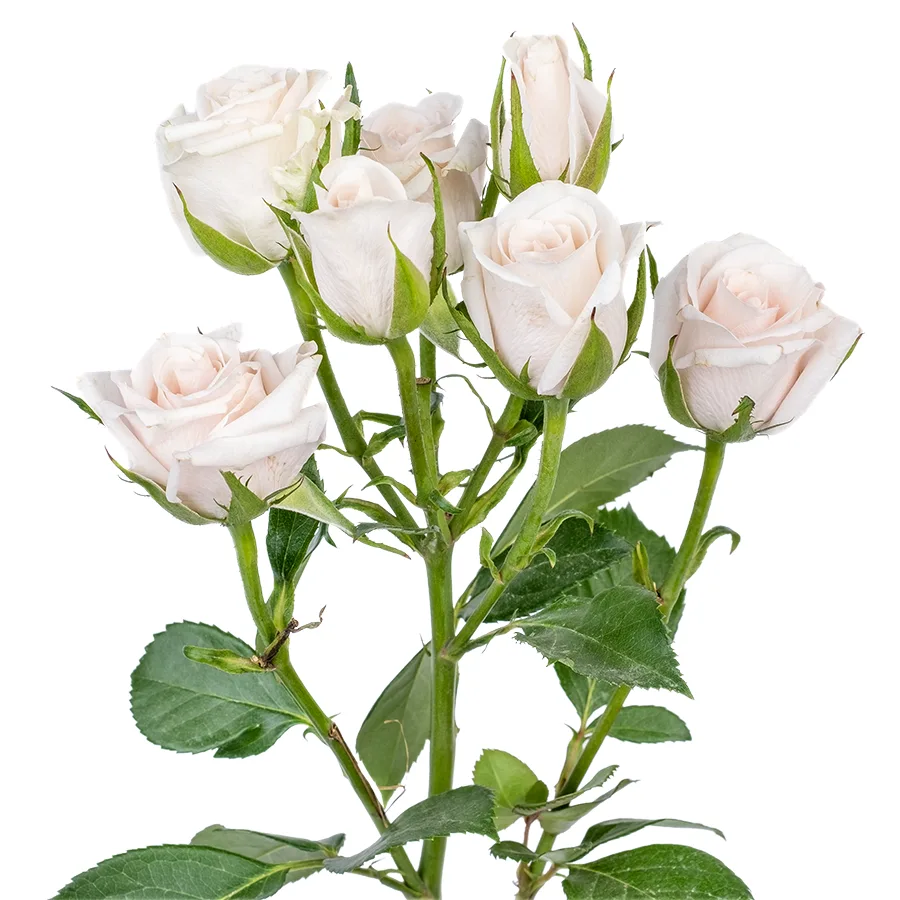 Роза кустовая бело-кремовая Роял Порцелина 60 см (00521)