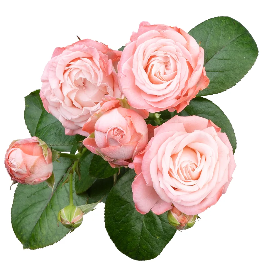 Роза кустовая розовая с темной каймой Мадам Бомбастик 60 см (02763)
