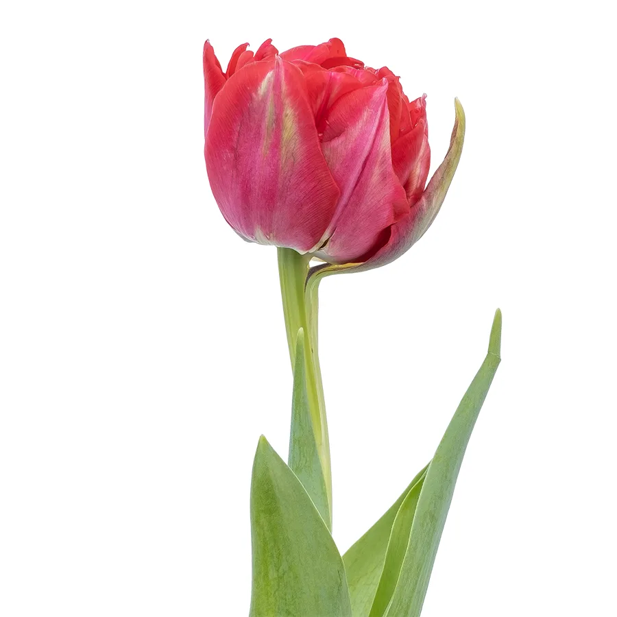 Тюльпан махровый красный Ремайндер