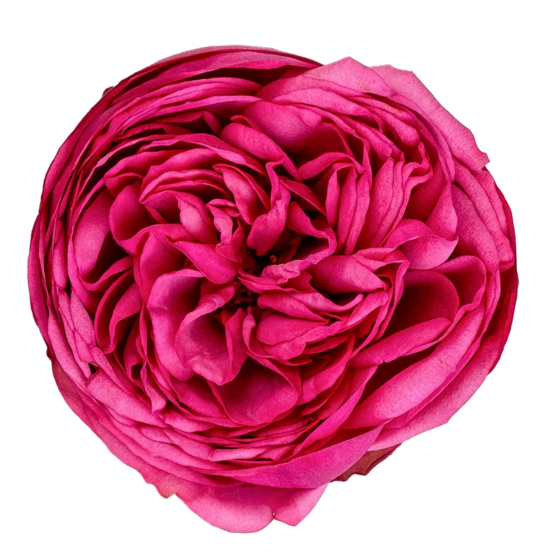 Роза садовая ярко-розовая Пинк Пиано