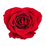 Роза красная Фридом 70 см