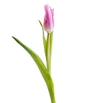 Тюльпан розовый