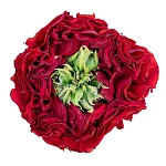 Роза пионовидная красная с зелёным Ред Ай 50 см