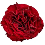 Роза садовая красная Вонтед