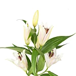 Лилия белая 80 см
