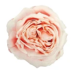 Роза садовая персиково-розовая Принцесса Сакура