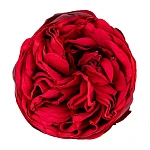 Роза садовая красная Пиано 50 см