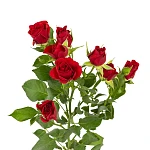 Роза кустовая красная Мирабель 60 см