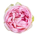 Роза садовая нежно-розовая Шарминг Пиано