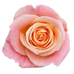 Роза лососево-розовая Мисс Пигги
