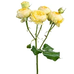 Роза кустовая жёлтая Луна Трендсеттер 60 см