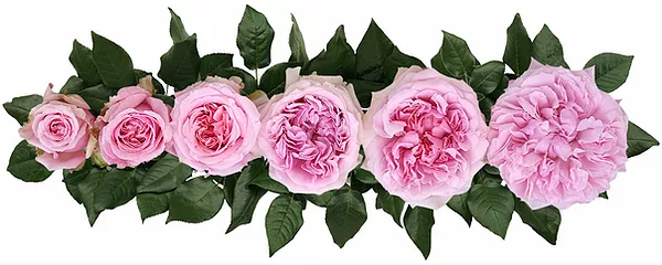 Английские розы Дэвида Остина сорт Миранда