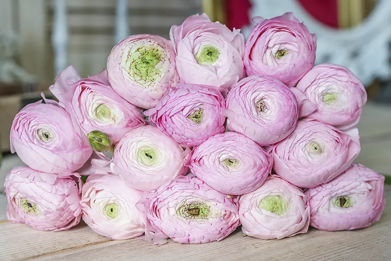 Крупные ранункулюсы