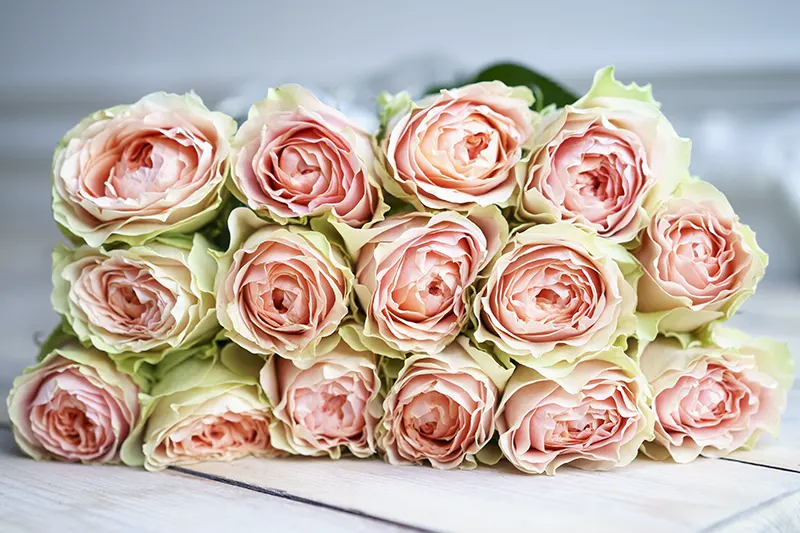 Крупные одноголовые розы