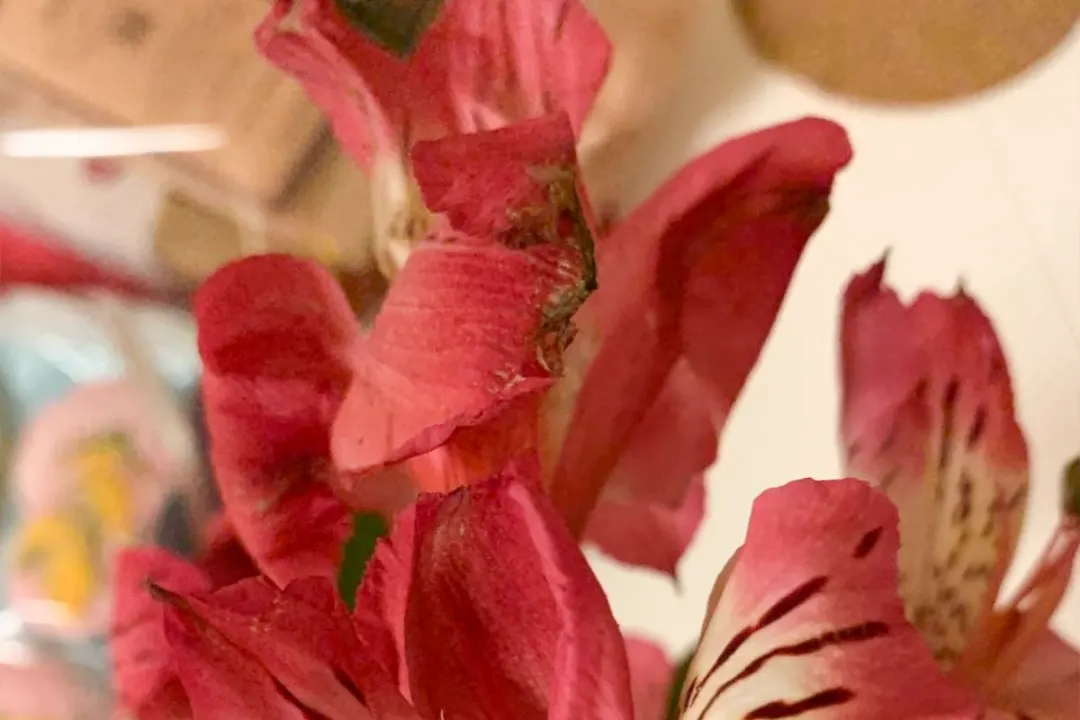 Альстромерия - кончик подсох