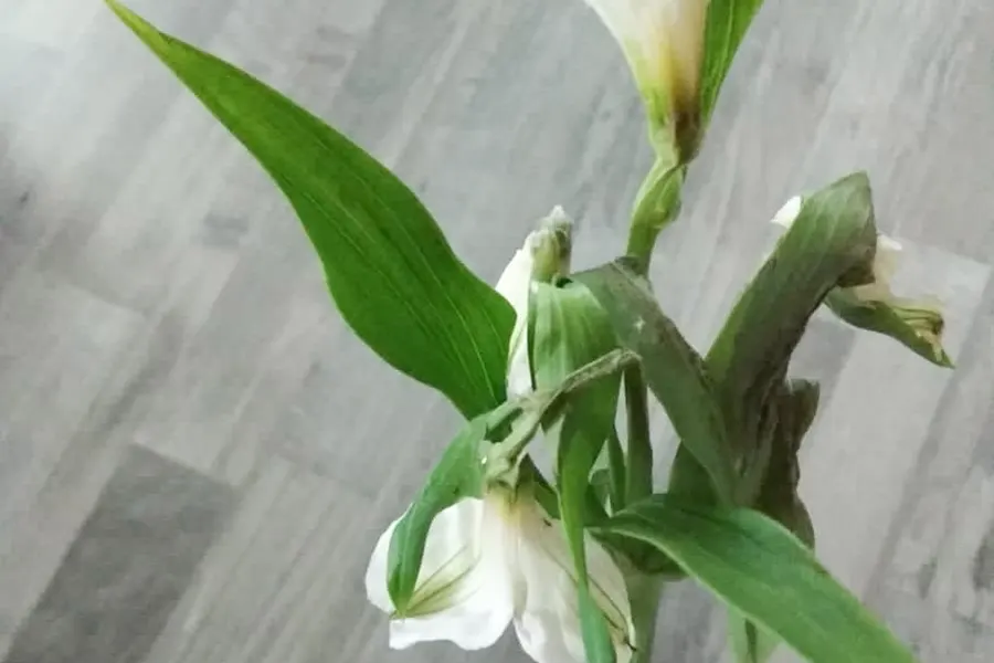 Альстромерия - сгнила