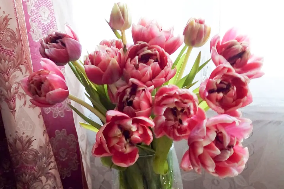 Махровые тюльпаны Колумбус выросли