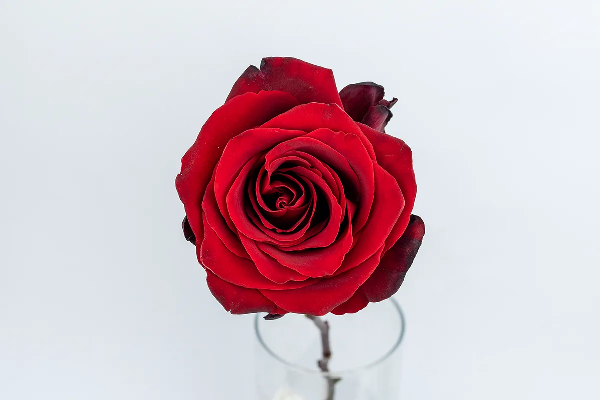 Свежая роза Эксплорер (Эквадор) прямо из пачки