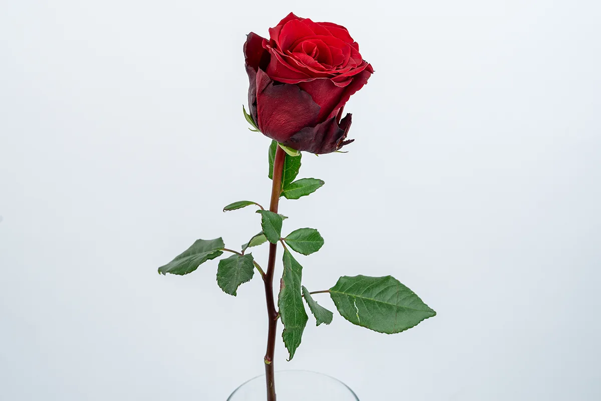 Свежая роза Эксплорер (Эквадор) прямо из пачки