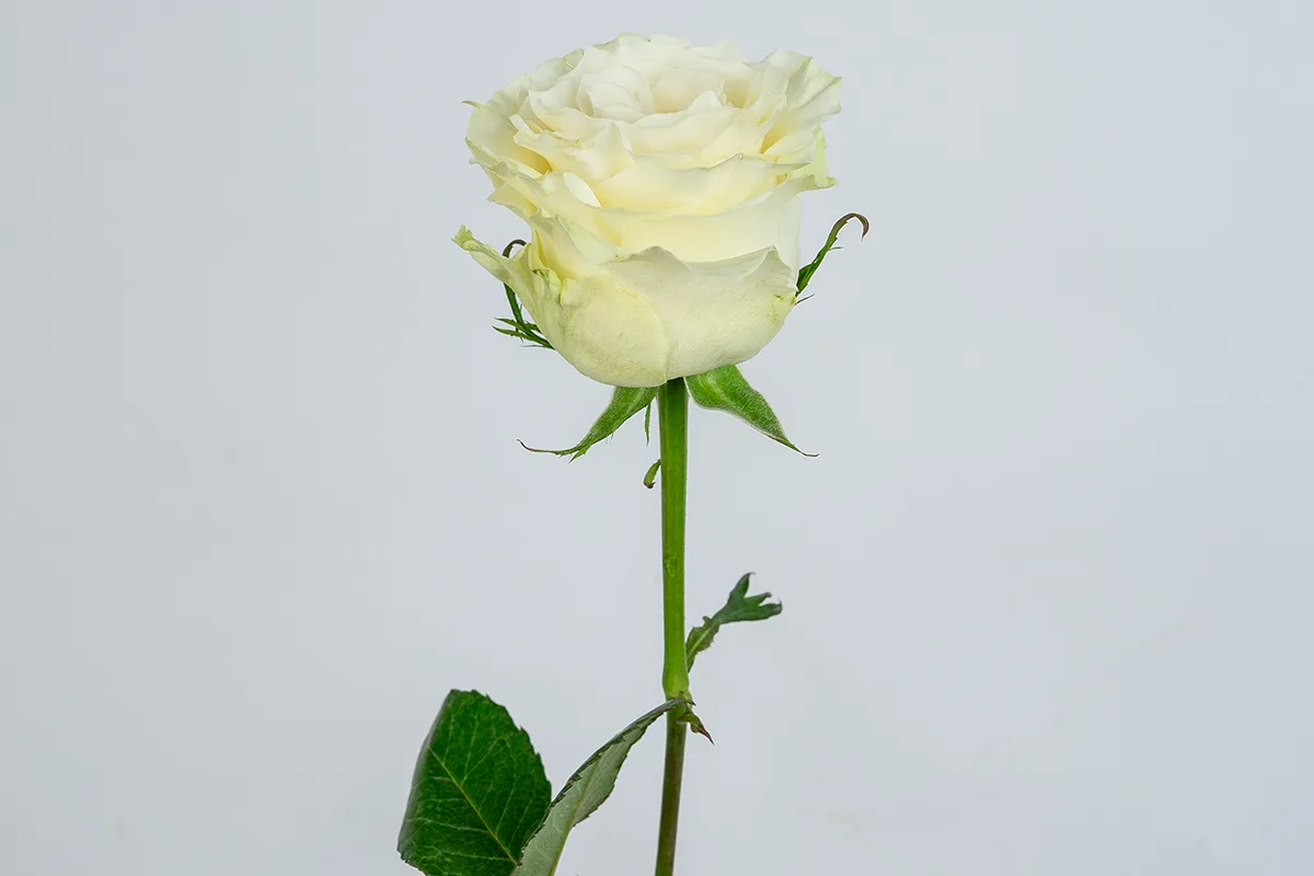 Свежая роза Мондиаль (Эквадор) прямо из пачки