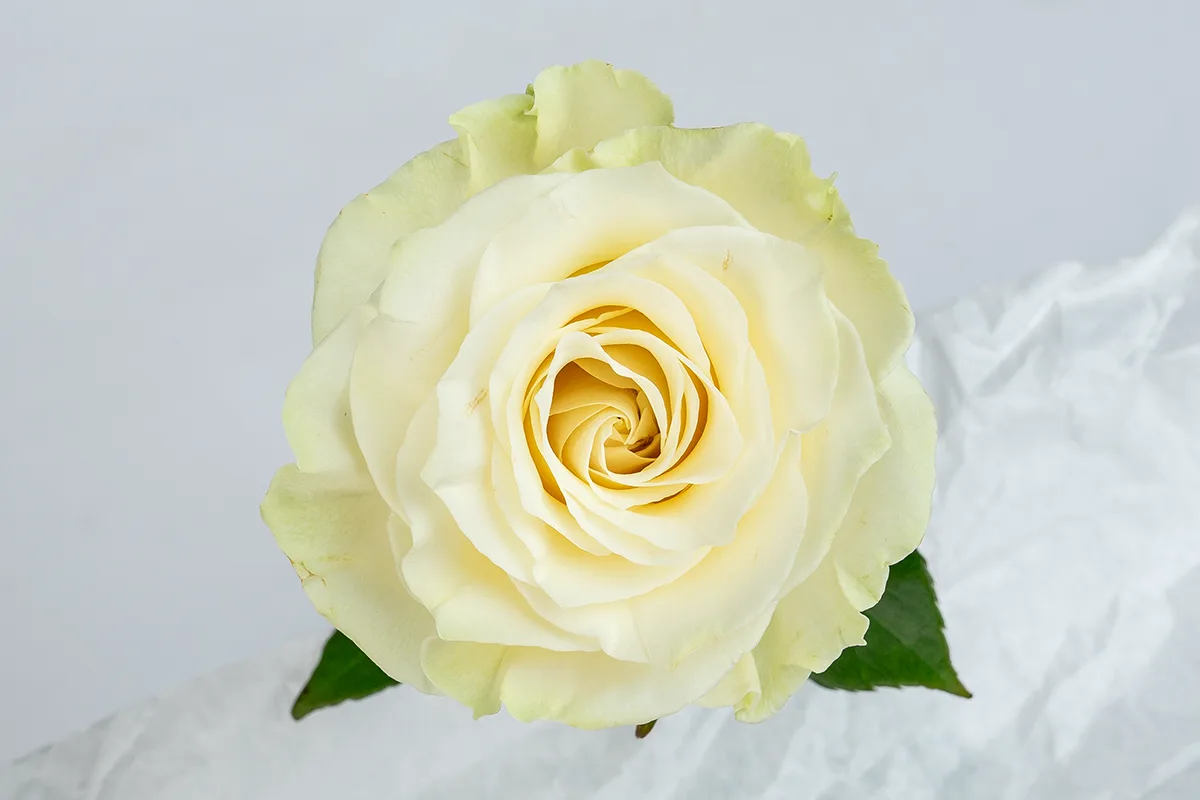 Свежая роза Мондиаль (Эквадор) прямо из пачки