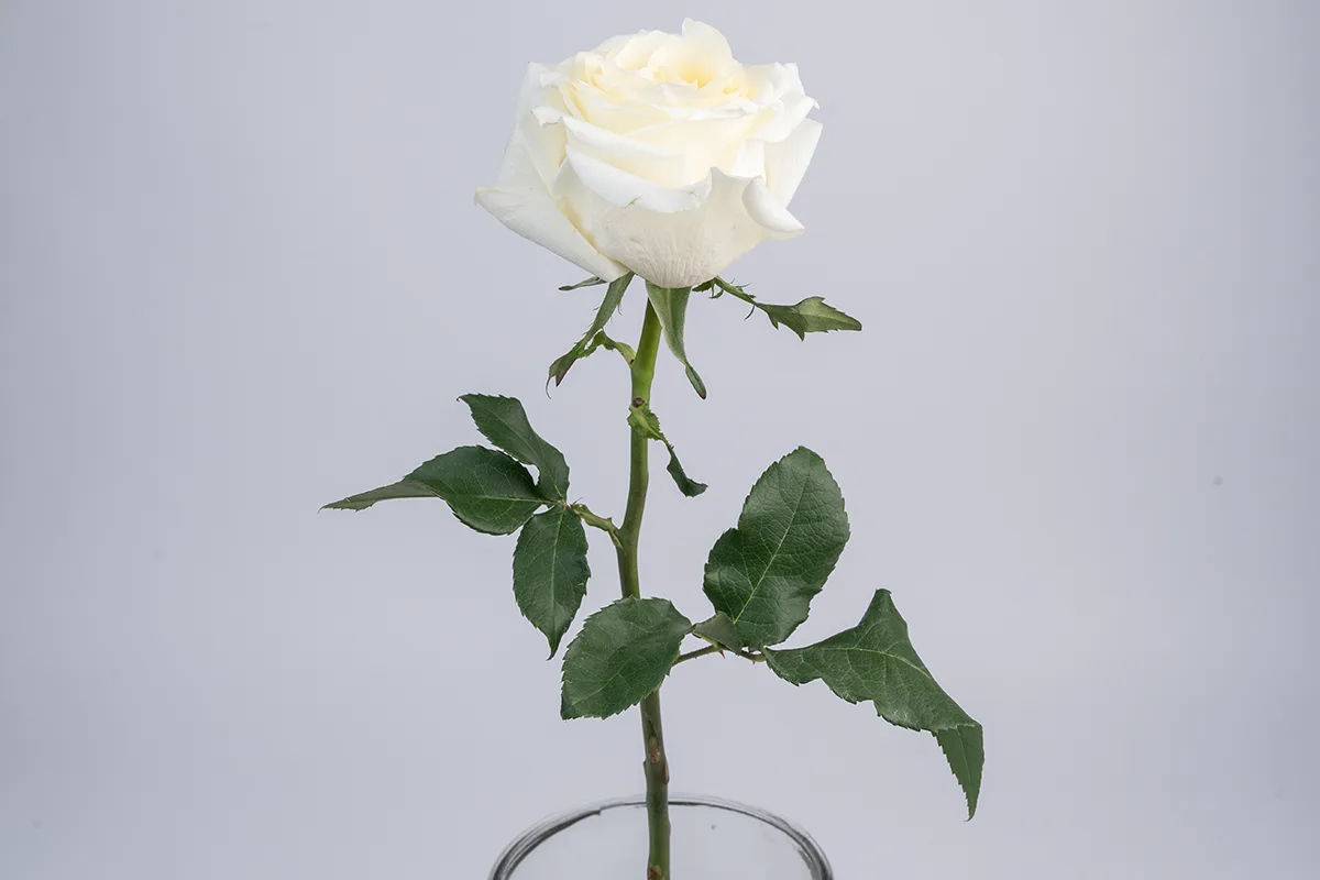 Свежая роза Кэндллайт (Эквадор) прямо из пачки