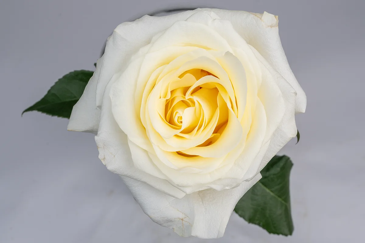 Свежая роза Кэндллайт (Эквадор) прямо из пачки