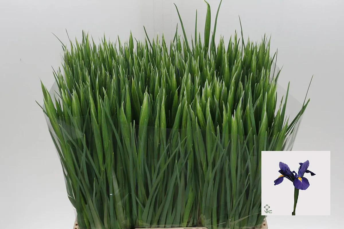 Поставка ирисов Blue Magic