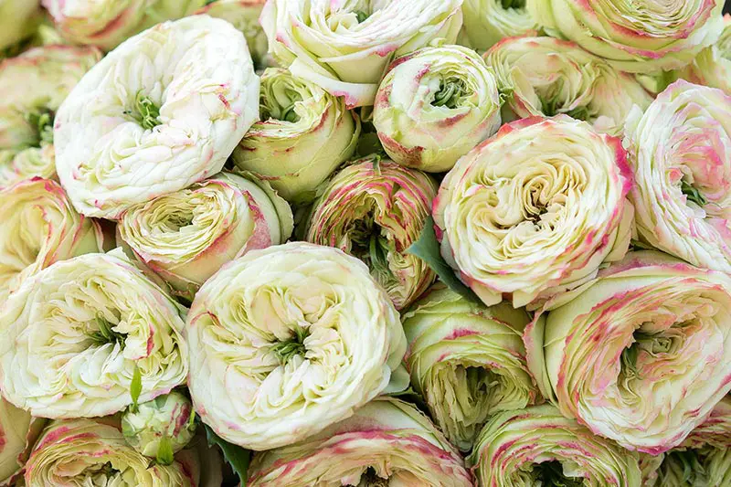 Материнский бутон