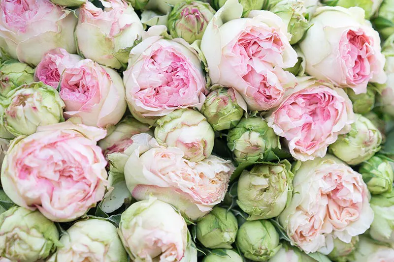 Мягкий бутон