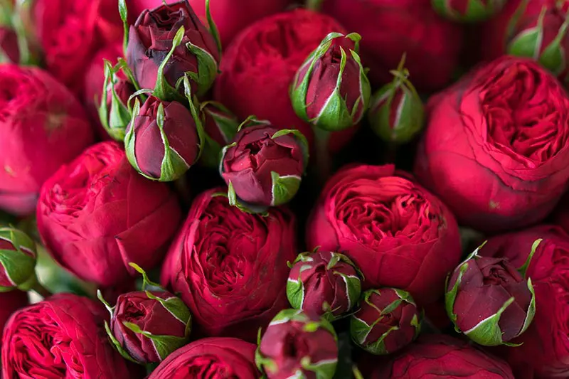 Темные края