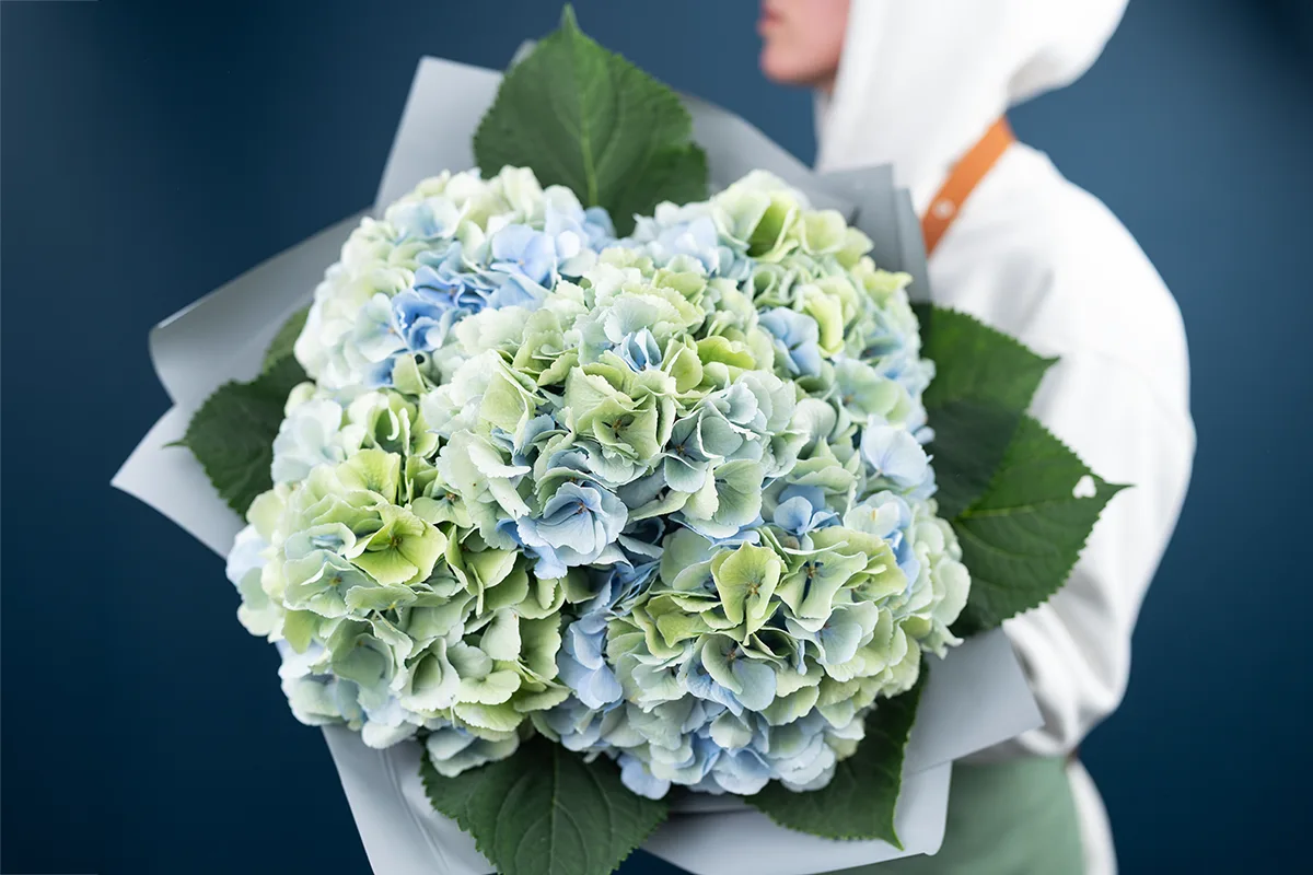 Гортензия Верена Блю Классик (Hydrangea Verena Blue Classic)