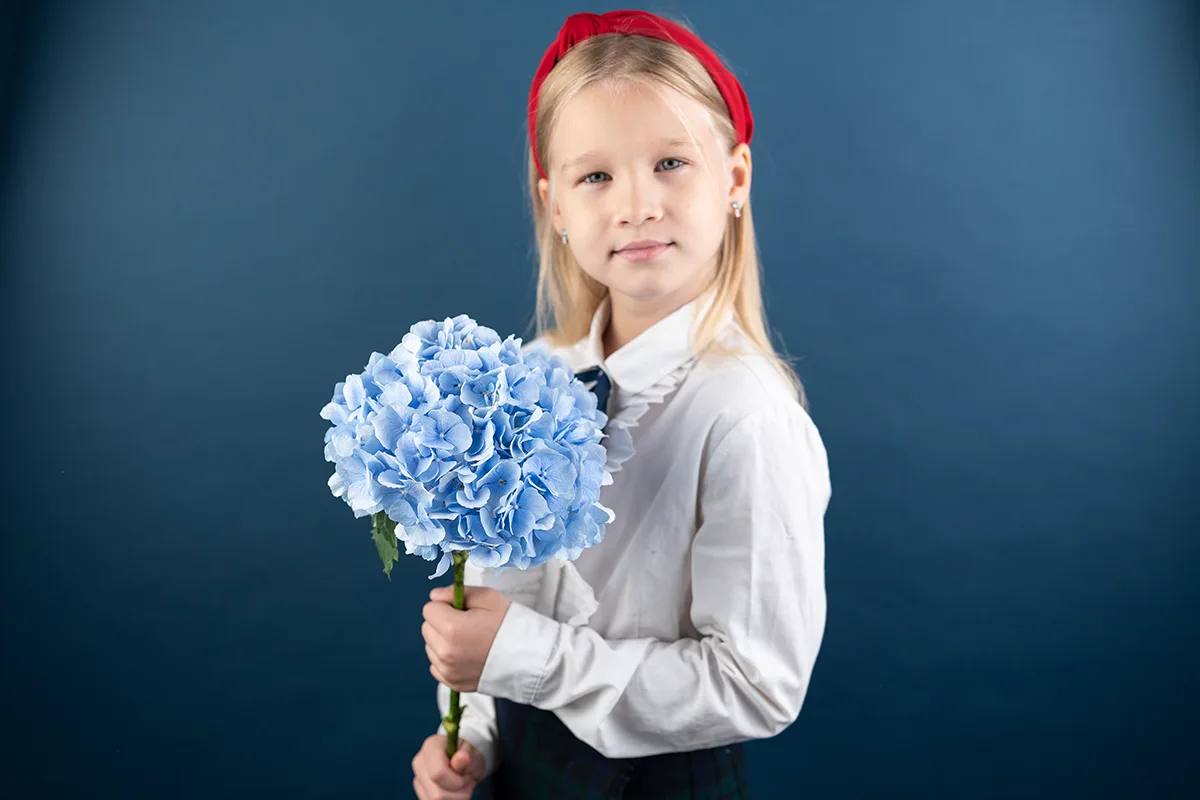 Гортензия Верена Блю (Hydrangea Verena Blue)