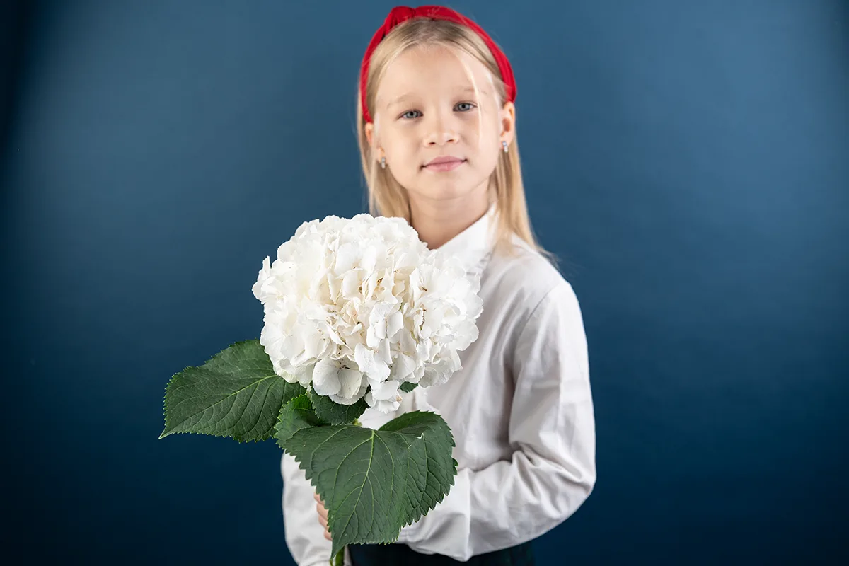 Гортензия Вайт Верена (Hydrangea White Verena)