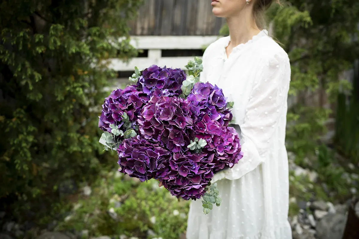 Гортензия Маг Пинк Руби (Hydrangea Mag Pink Ruby)