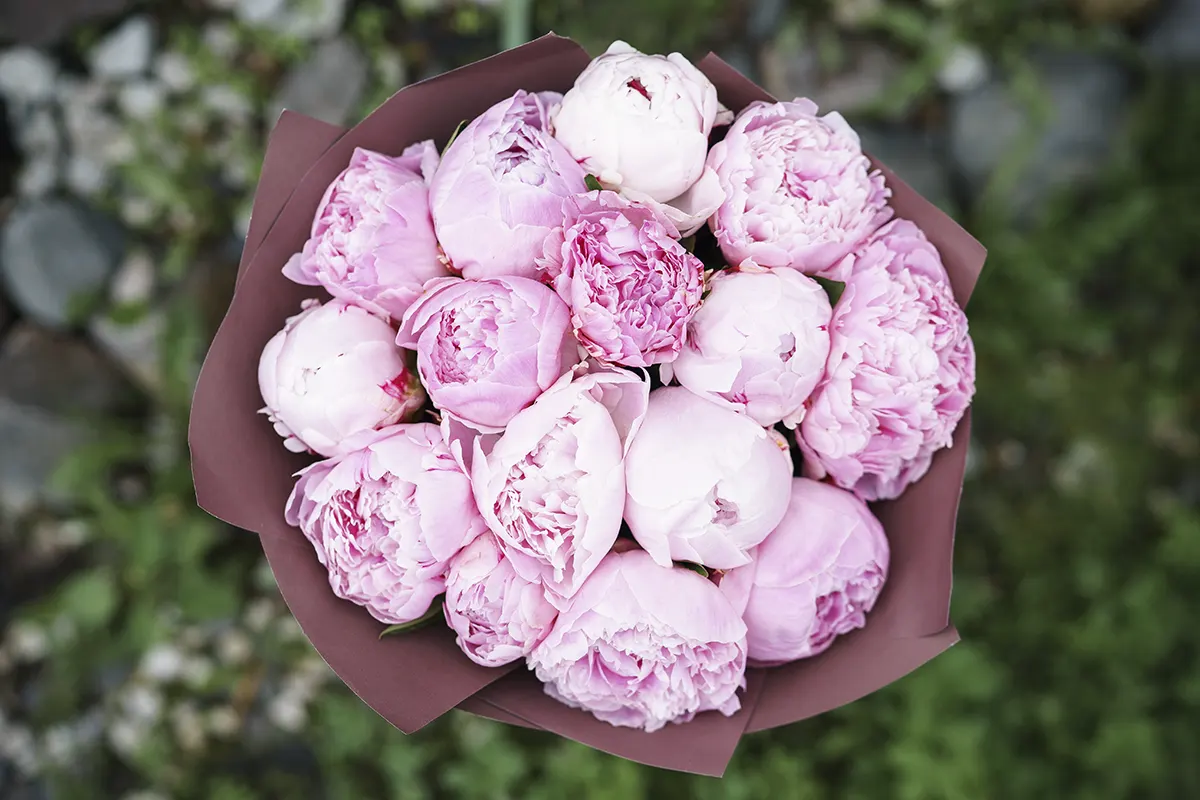 Пионы Sarah Bernhardt (Сара Бернар)