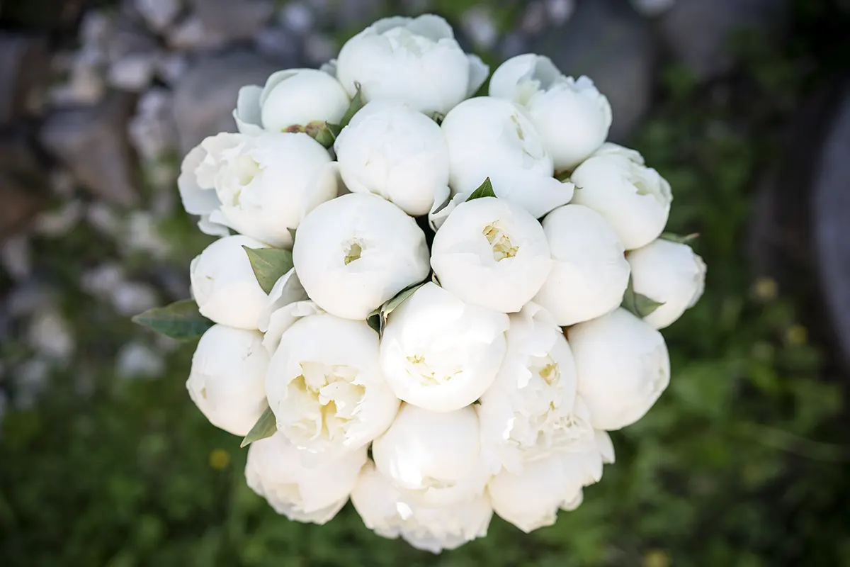 Пионы Duchess de Nemours (Дюшес де Немур)